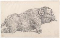 KT 2009 028-449
<br/>
Vergroeid kalfje
<br/>
<em>Trigt, Stephanus Hendrik Willem van (1790-1840)</em>